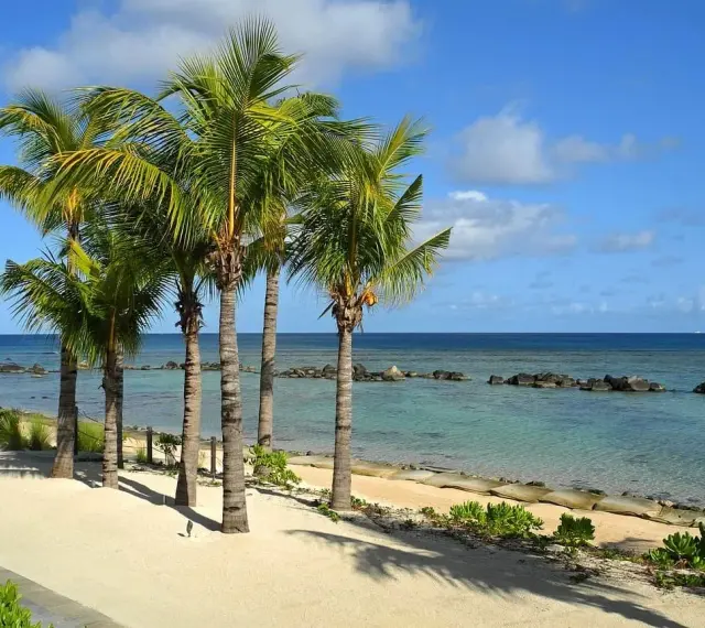 Rajskie plaże Mauritiusa z palmami kołyszącymi się na wietrze i turkusową wodą.