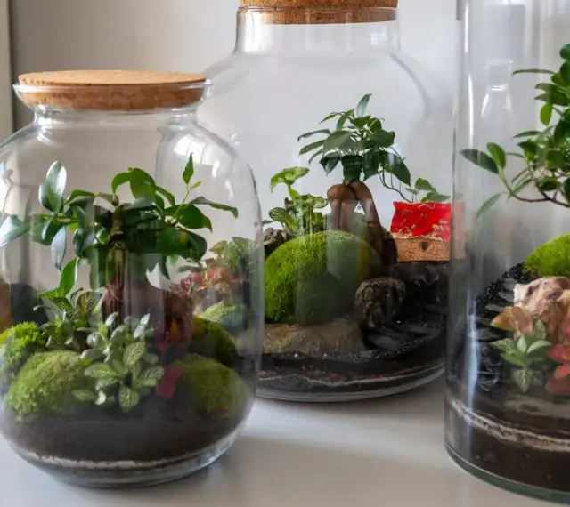 Miniaturowe ogrody w słoiku: bujna zieleń, mech i kamienie tworzą magiczny świat zamknięty w szkle.