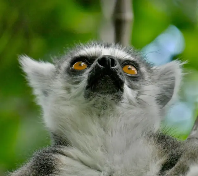 Lemur z Madagaskaru spogląda w górę, jakby szukał czegoś podczas swoich wakacji.