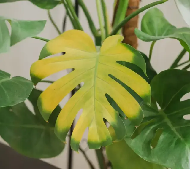 Monstera zżółkła, widoczna chloroza na liściu.