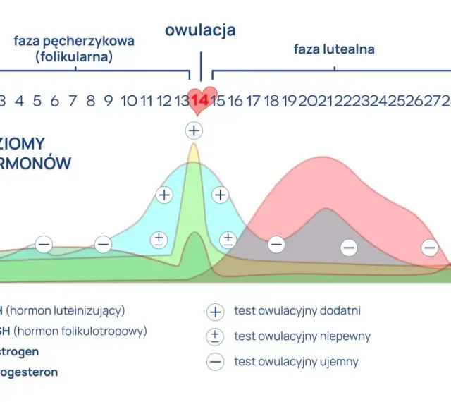 Wykres cyklu menstruacyjnego. Widać piki LH (hormon luteinizujący) i estrogenu przed owulacją. LH co to? To hormon kluczowy dla uwolnienia komórki jajowej.