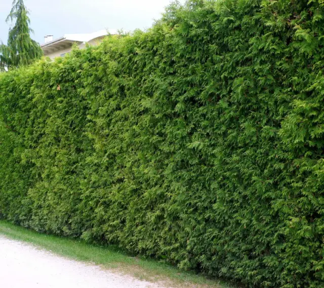 Gęsty, zielony żywopłot z tuj tworzy naturalną barierę.
