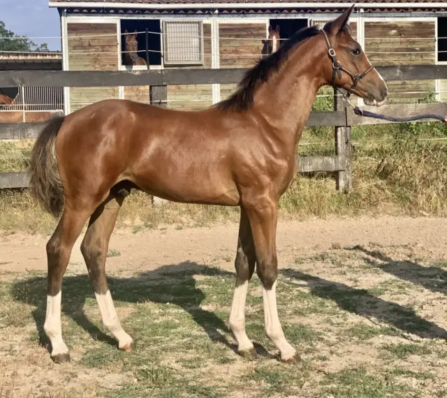 Jeune poulain bai, Arpège, aux longues jambes blanches, se tient fièrement devant les boxes de Pierreville.