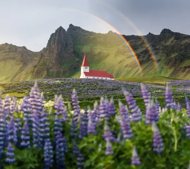 Kościół na Islandii pośród łubinów, z tęczą w tle. Piękne widoki, ale islandia ceny mogą zaskoczyć.