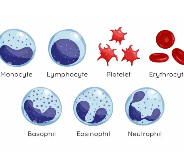 Ilustracja komórek krwi: monocyt, limfocyt, płytka krwi, erytrocyt, bazofil, eozynofil, neutrofil. Podwyższone leukocyty mogą wskazywać na infekcję.