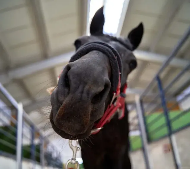 Un cheval noir curieux se penche vers l'objectif, prêt pour le marché aux chevaux.