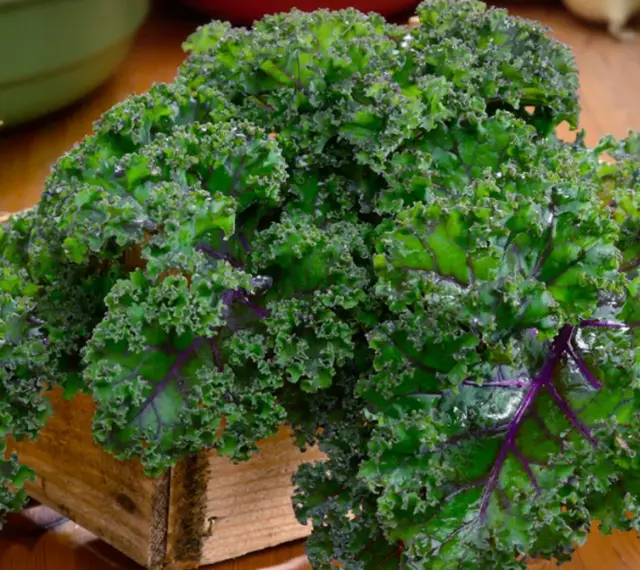 Krzaczasty jarmuż w drewnianej skrzynce, pełen witamin i minerałów. Jego jarmuż właściwości czynią go superfood.
