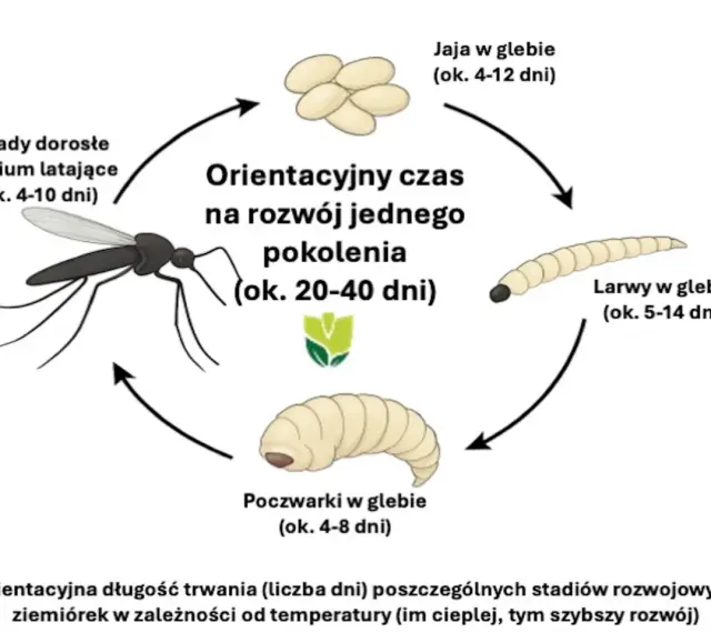 Cykl rozwojowy ziemiórek: jaja, larwy, poczwarki i owady dorosłe. Ziemiórki to naturalny wróg ziemiórek, który zwalcza je na etapie larwalnym.