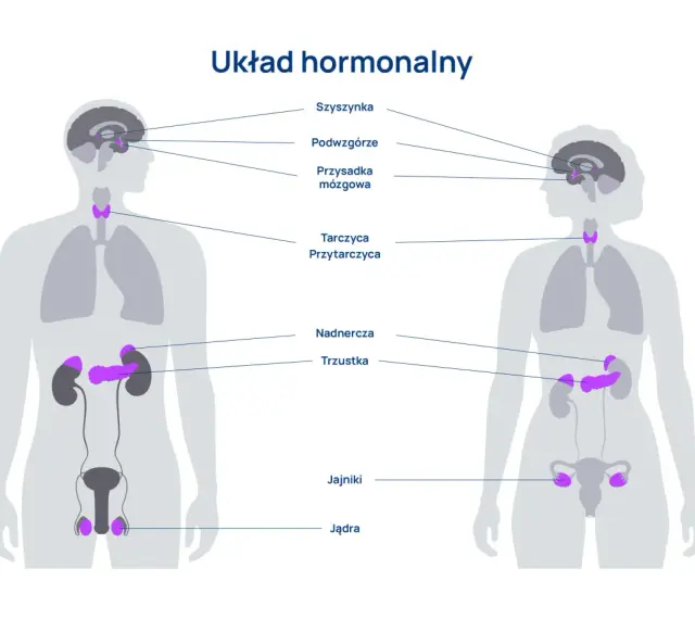 Ilustracja przedstawia ludzki układ hormonalny z zaznaczonymi gruczołami: szyszynką, podwzgórzem, przysadką, tarczycą, przytarczycami, nadnerczami, trzustką, jajnikami i jądrami.