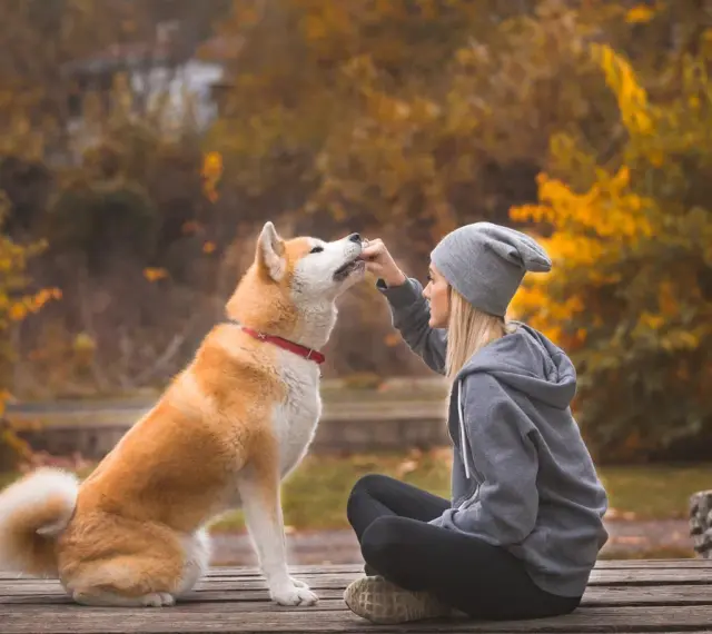 Piękny akita inu waga, karmiony przez kobietę na drewnianym moście. Jesienne liście tworzą tło.