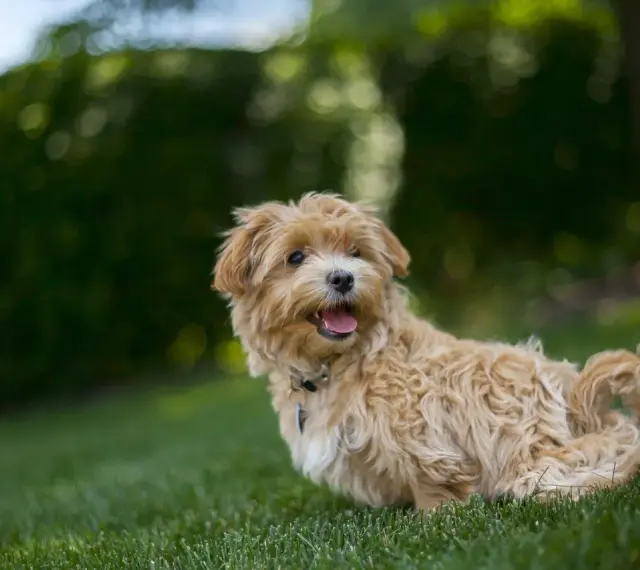 Uroczy, dorosły maltipoo z puszystą, beżową sierścią siedzi na trawie, patrząc w bok z otwartym pyszczkiem.