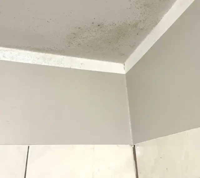 Narożnik pokoju z widocznym zielonkawym nalotem, który przypomina grzyb na ścianie.
