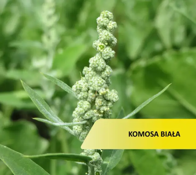 Zielona, kłująca komosa chwast z drobnymi kwiatostanami.
