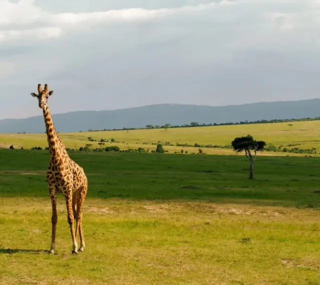 Żyrafa na tle zielonych wzgórz Kenii. Niezapomniane wrażenia z safari w Nairobi.