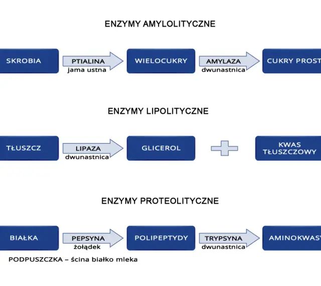 Schemat trawienia: skrobia -> wielocukry (amylaza), tłuszcz -> glicerol + kwasy tłuszczowe (lipaza), białka -> polipeptydy (pepsyna) -> aminokwasy.