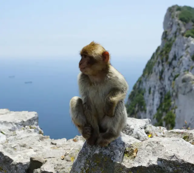 Małpka siedzi na skale na Gibraltarze. Czy na Gibraltar potrzebny jest paszport? Nie, ale warto mieć dowód osobisty.