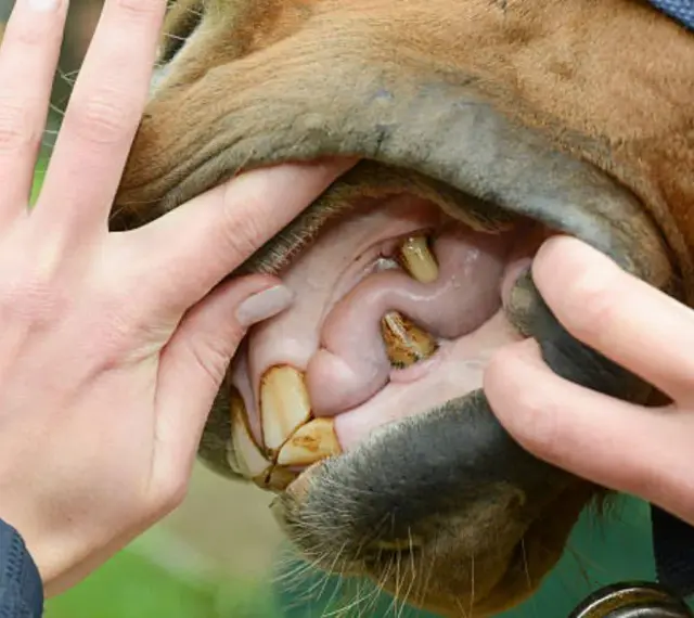 Examen de la bouche cheval : dents jaunies et gencives roses. Mains écartant les lèvres pour une inspection.