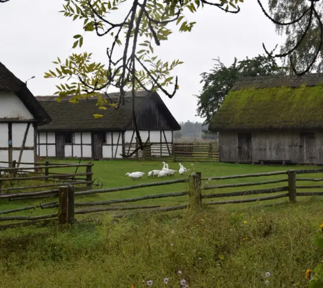 Stare chaty z krytymi strzechą dachami, gęsi pasące się na trawie. W tle drewniany płot i drzewa. Kluki cennik.
