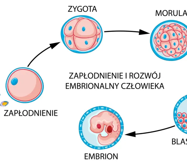 Schemat zapłodnienia i rozwoju zarodka: zapłodnienie, zygota, morula, blastocysta, embrion. Zagnieżdżenie zarodka następuje po kilku dniach.