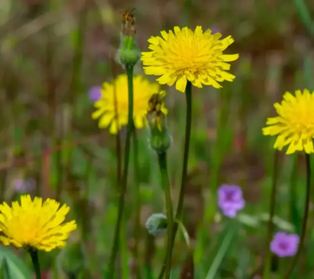Fleurs jaunes éclatantes, certaines avec des bourgeons, dans un champ verdoyant parsemé de petites fleurs violettes. Attention, certaines de ces fleurs peuvent être une plante toxique pour les chevaux.