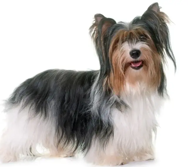Uroczy Biewer Yorkshire Terrier z długą, trójkolorową sierścią. Poznaj jego wady i zalety.