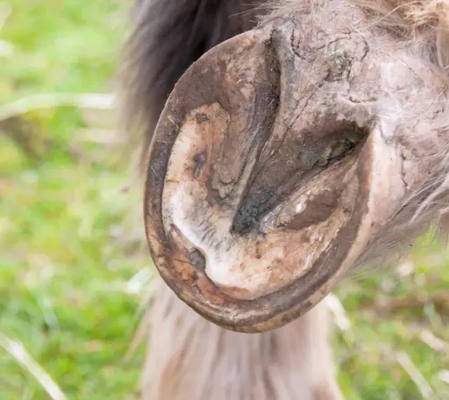 Gros plan sur un pied de cheval, montrant une zone sombre et potentiellement infectée, suggérant un abcès au pied du cheval.