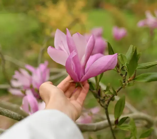 Delikatna dłoń dotyka różowej magnolii. Wiosna to idealny czas, kiedy sadzić magnolie, by cieszyć się ich pięknem.