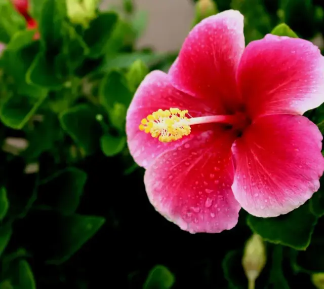 Piękny, różowy hibiskus domowy z żółtym środkiem, ozdobiony kroplami rosy, otoczony zielonymi liśćmi.