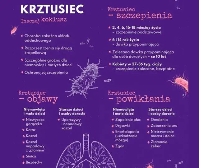 Krztusiec - objawy u dorosłych to uporczywy kaszel. Infografika przedstawia też szczepienia i powikłania.