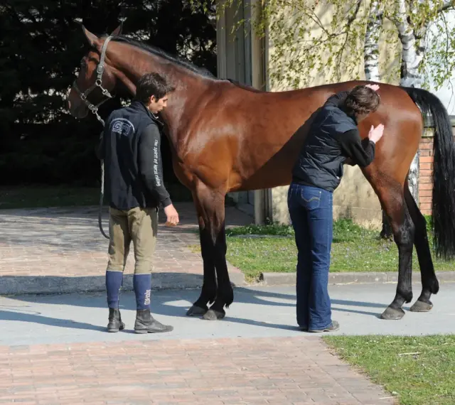 Un ostéopathe animalier examine un cheval brun. Un homme tient la longe, une femme palpe le flanc du cheval.