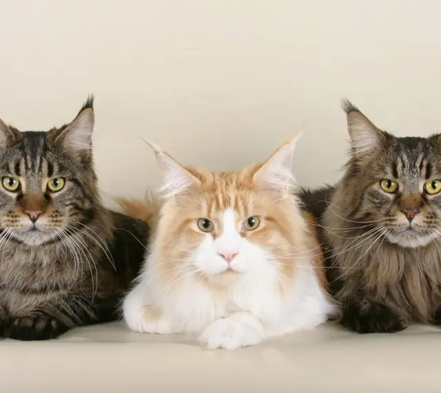 Trzy majestatyczne koty rasy Maine Coon, o imponującym futrze i charakterystycznych pędzelkach na uszach. Ich waga świadczy o rasie.