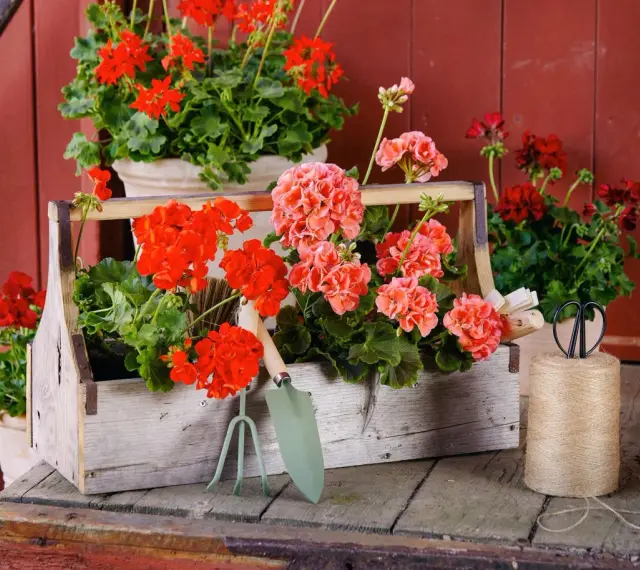 Piękne pelargonie w skrzynce, obok narzędzia ogrodnicze. Brak oznak chorób pelargonii, tylko zdrowy, bujny wzrost.