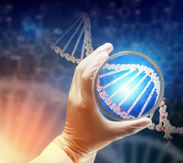 Rękawiczka laboratoryjna trzyma szalkę Petriego z fragmentem DNA. To może być etap diagnostyki prenatalnej, jak kordocenteza.