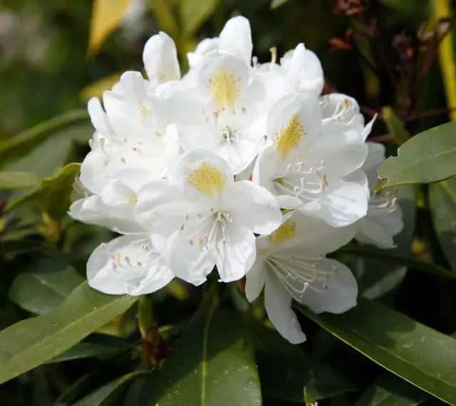 Gros plan sur un magnifique rhododendron blanc aux pétales délicats et aux taches jaunes. Idéal pour planter un rhododendron dans votre jardin.