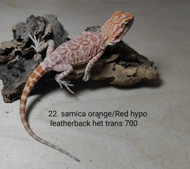 Młoda agama brodata, samica orange/Red hypo leatherback het trans. Atrakcyjna agama brodata cena 700.
