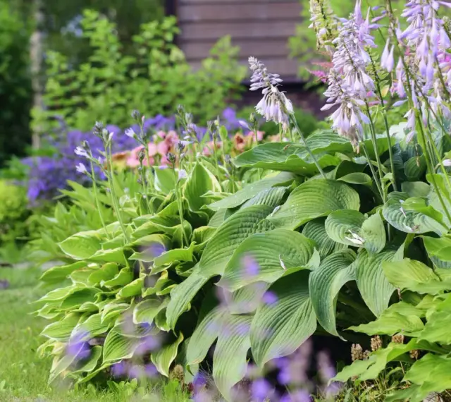 En lummig trädgård med frodiga blad och lila blommor. En perfekt plats att plantera perenner för en vacker sommar.