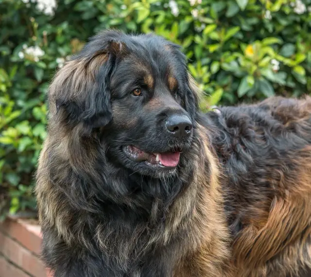 Duży brązowy pies rasy leonberger z gęstą, puszystą sierścią, patrzący w bok na tle zieleni.