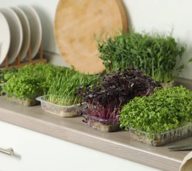Frische Ernte: Verschiedene Sorten Microgreens anbauen, von zartgrün bis dunkelrot, bereit für die Küche.
