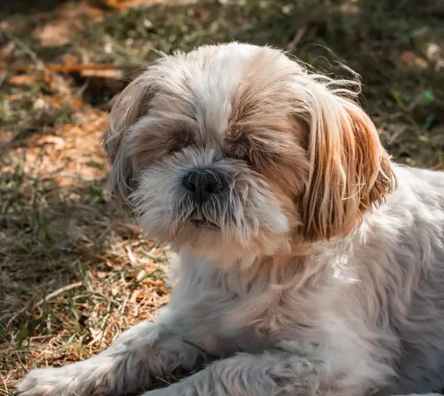 Słodki shih tzu leży na trawie, jego puszysta sierść i łagodny wyraz pyska sugerują idealną wagę dla tej rasy.