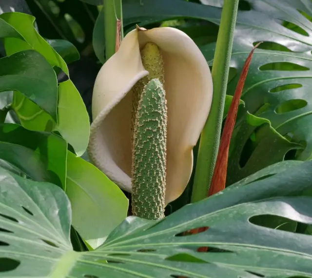 Kwiatostan monstery, otoczony liśćmi, pokazuje, czy monstera kwitnie. Zielony, kolczasty słup otoczony kremową pochwą.