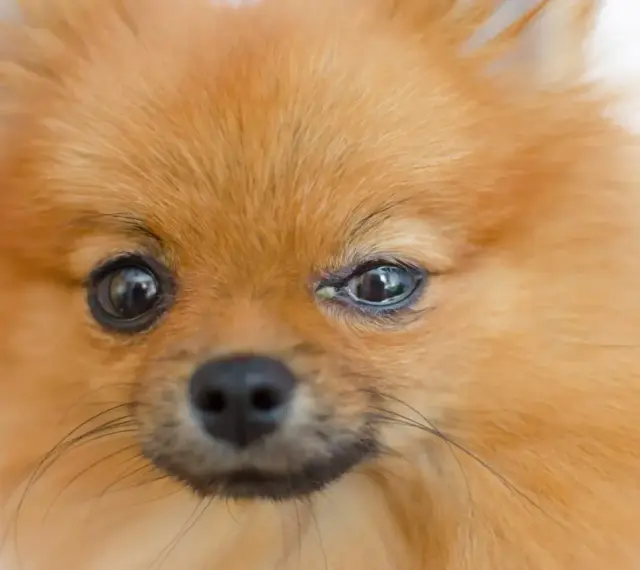 Pomeranian z zapaleniem spojówek u psa, widoczne zaczerwienienie i wydzielina w kąciku oka.