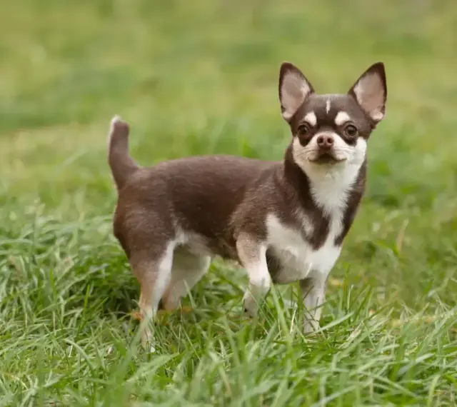Mały, brązowo-biały piesek rasy chihuahua stoi na zielonej trawie, gotowy do zabawy.
