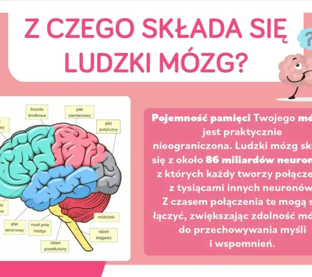 Ilustracja przedstawia schemat ludzkich części mózgu z etykietami, wyjaśniając jego budowę i pojemność pamięci.