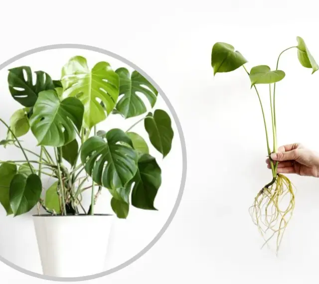 Monstera w doniczce i jej ukorzeniona sadzonka, gotowa do posadzenia. Dowiedz się, jak rozsadzić monsterę.