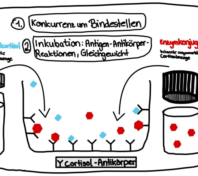 Elisa's ELISA-Test: Speichelcortisol konkurriert mit Enzymkonjugat um Antikörperbindung.