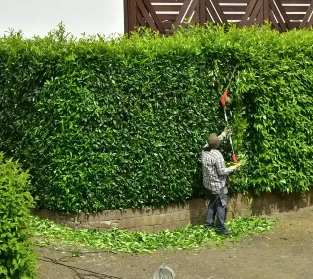 Mężczyzna przycina żywopłot z laurowiśni odmiany. Ścinane gałązki opadają na ziemię.