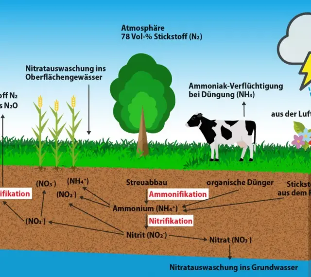 Schema des Stickstoffkreislaufs: Atmosphäre, Pflanzen, Kuh, Boden mit Prozessen wie Nitrifikation und Denitrifikation, sowie Auswaschung ins Grundwasser.