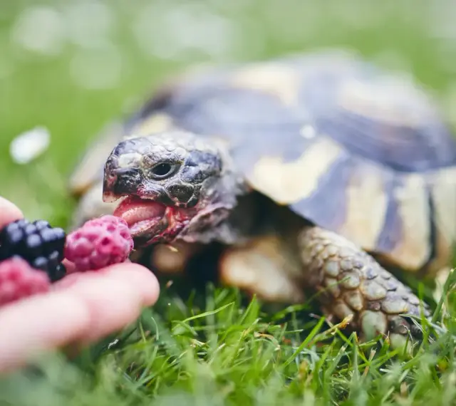 Żółw domowy z apetytem zajada malinę podaną na dłoni.