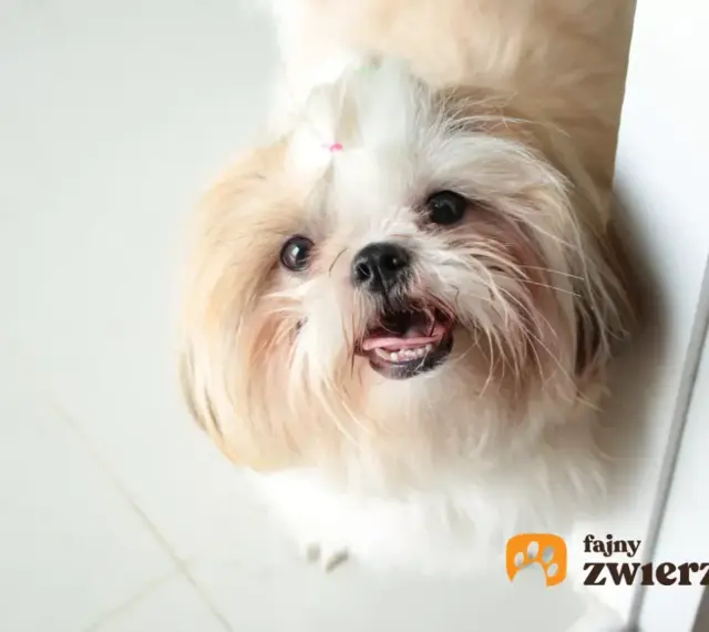 Urocza miniaturka shih tzu z różową kokardką na głowie, patrząca z zaciekawieniem.