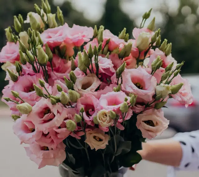 Piękny eustoma bukiet w odcieniach różu i bieli, z licznymi pąkami, gotowy do wręczenia.